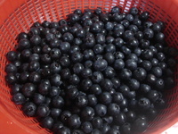 DSC07377.JPG